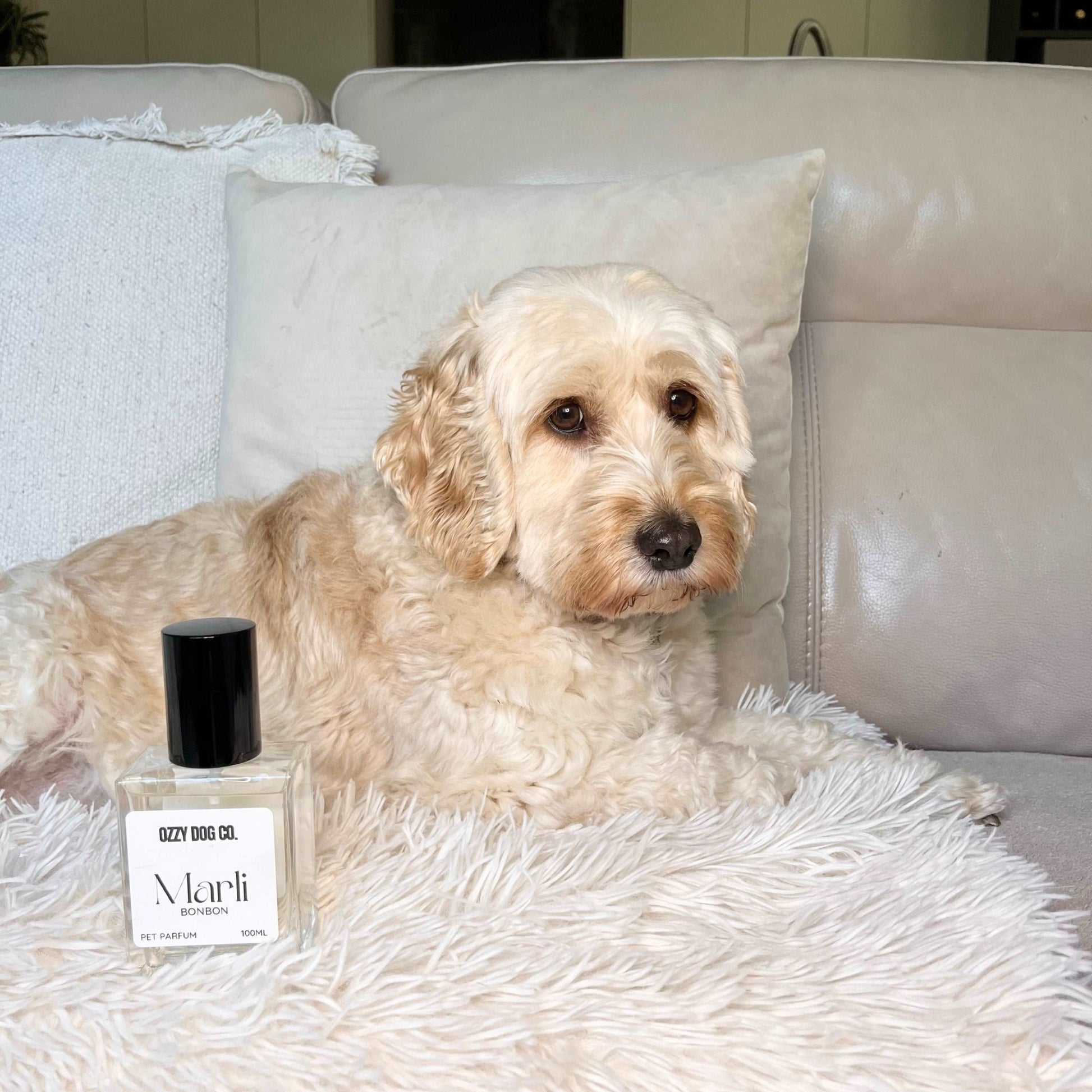 Dog Perfume | BONBON - Ozzy Dog Co.