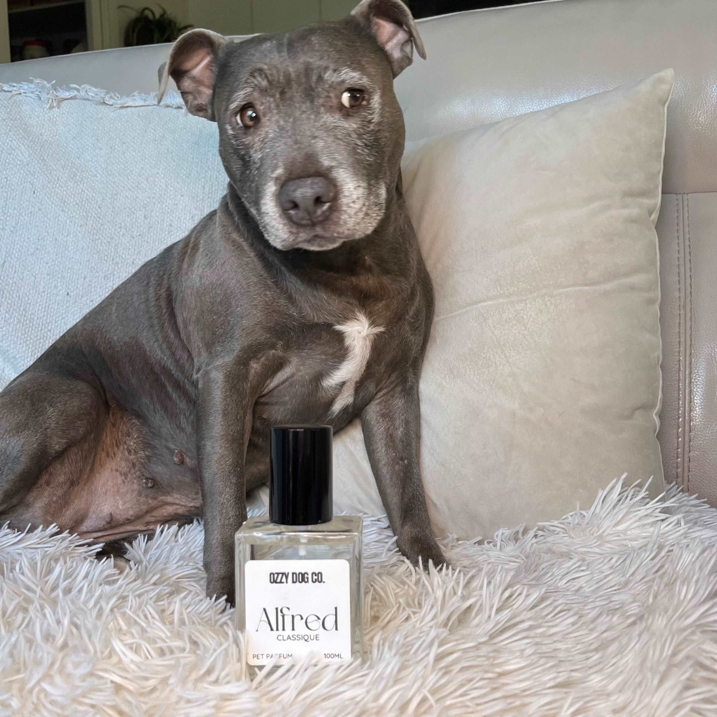 Dog Perfume | CLASSIQUE - Ozzy Dog Co.