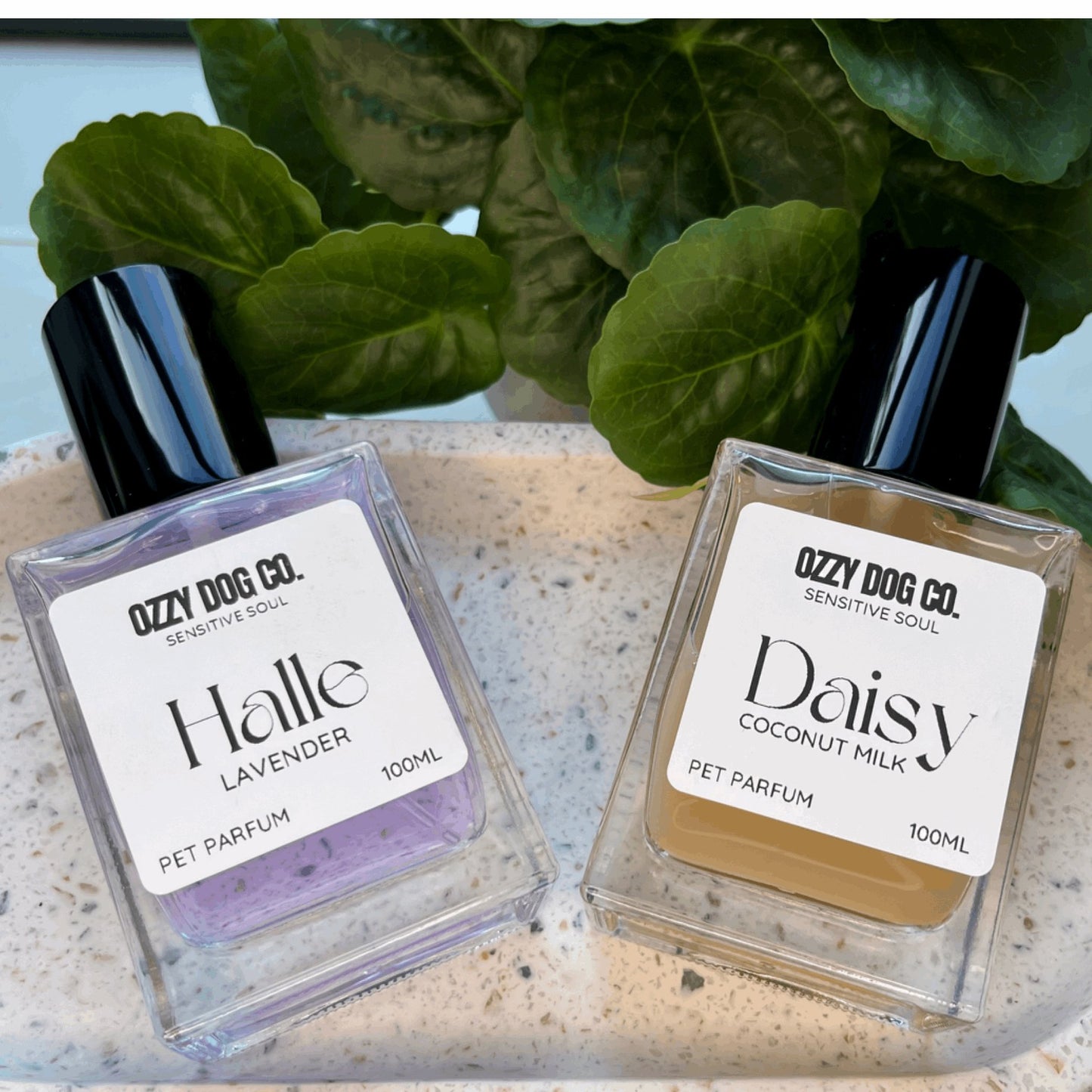 Dog Perfume | COCONUT MILK - Ozzy Dog Co.