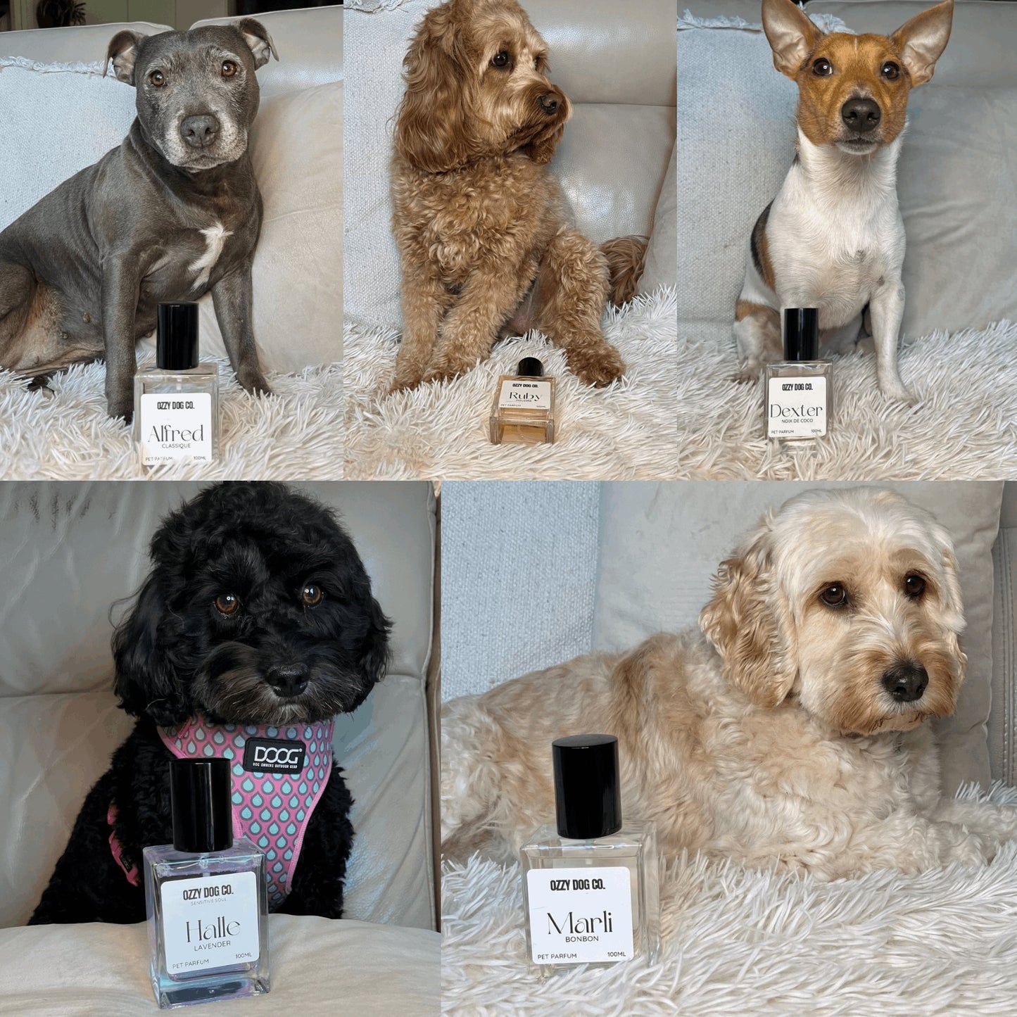 Dog Perfume | COCONUT MILK - Ozzy Dog Co.