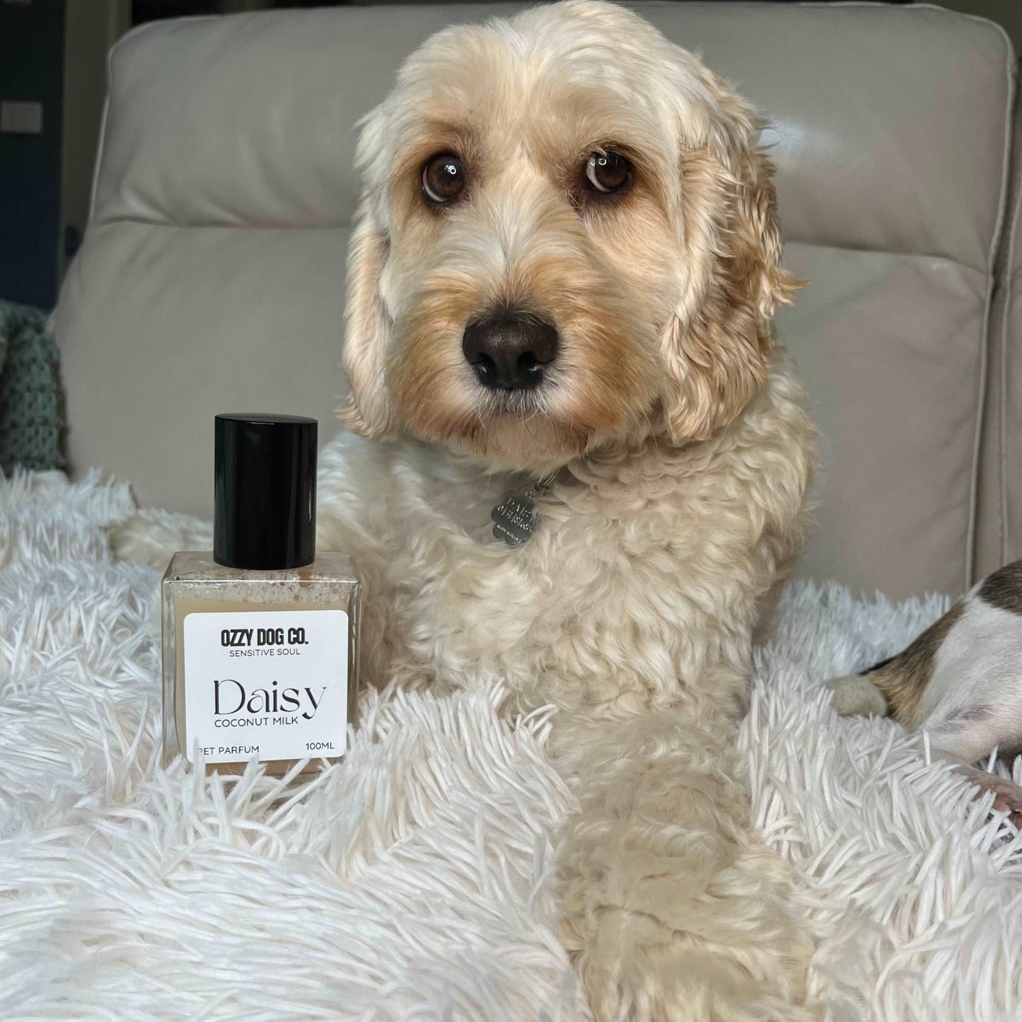 Dog Perfume | COCONUT MILK - Ozzy Dog Co.