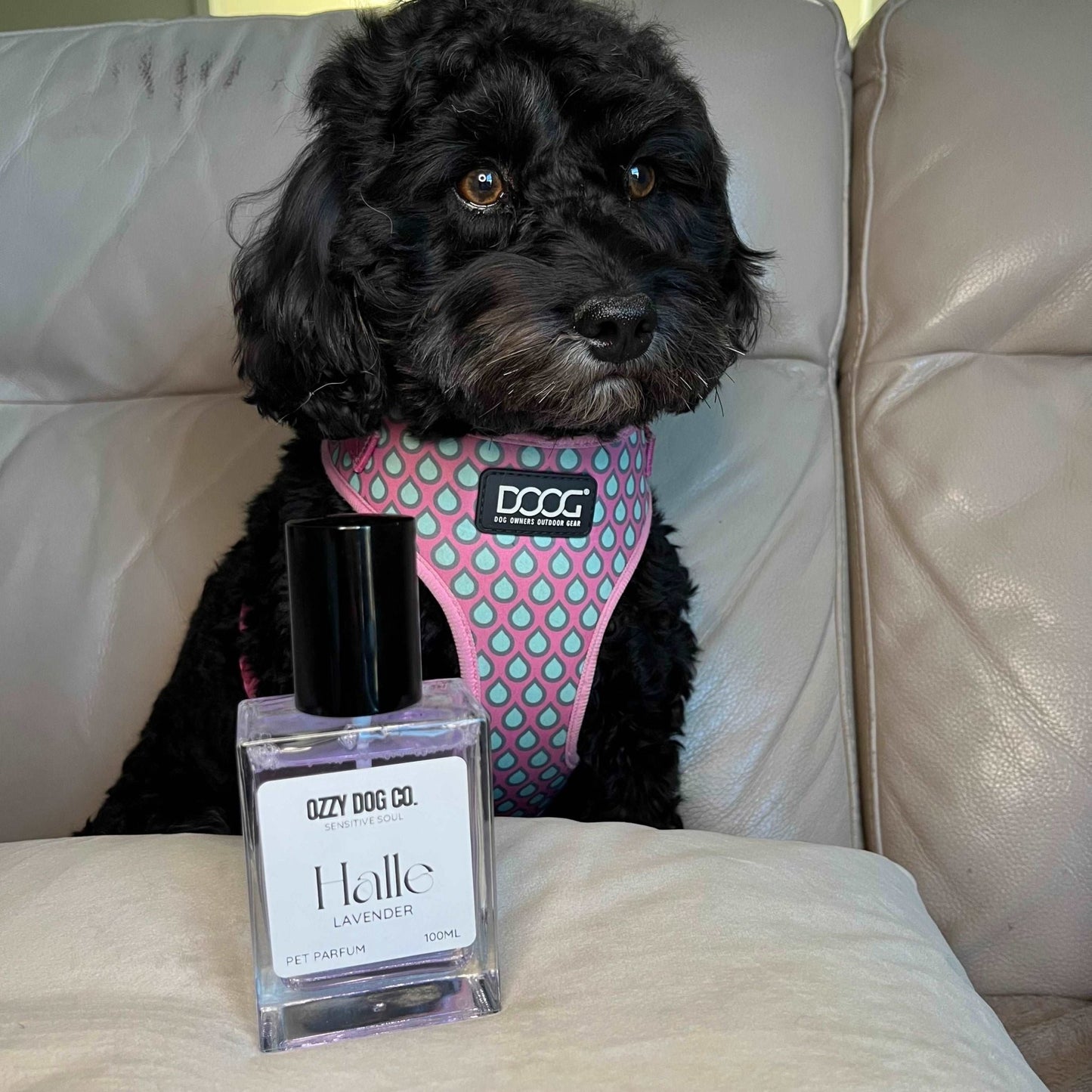 Dog Perfume | COCONUT MILK - Ozzy Dog Co.