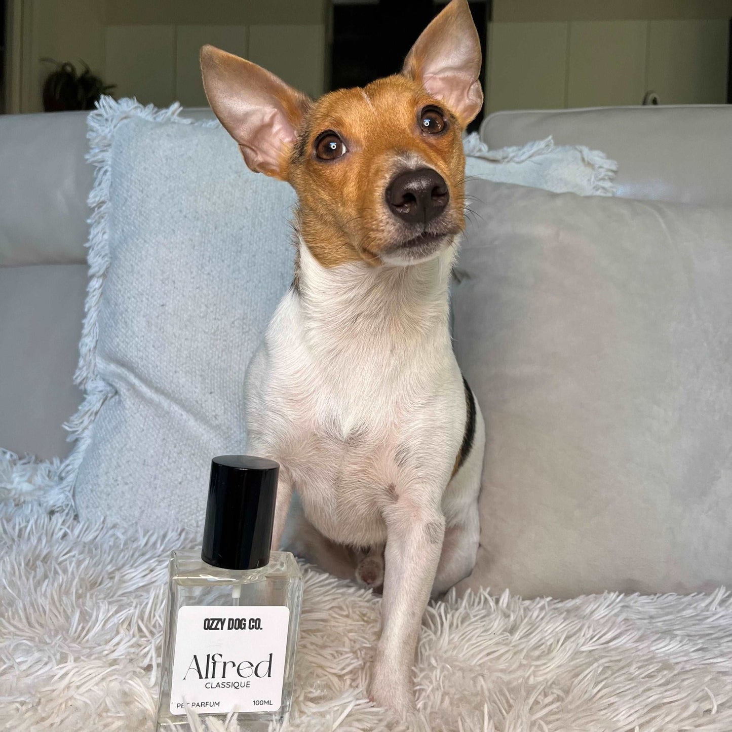 Dog Perfume | LAVENDER - Ozzy Dog Co.