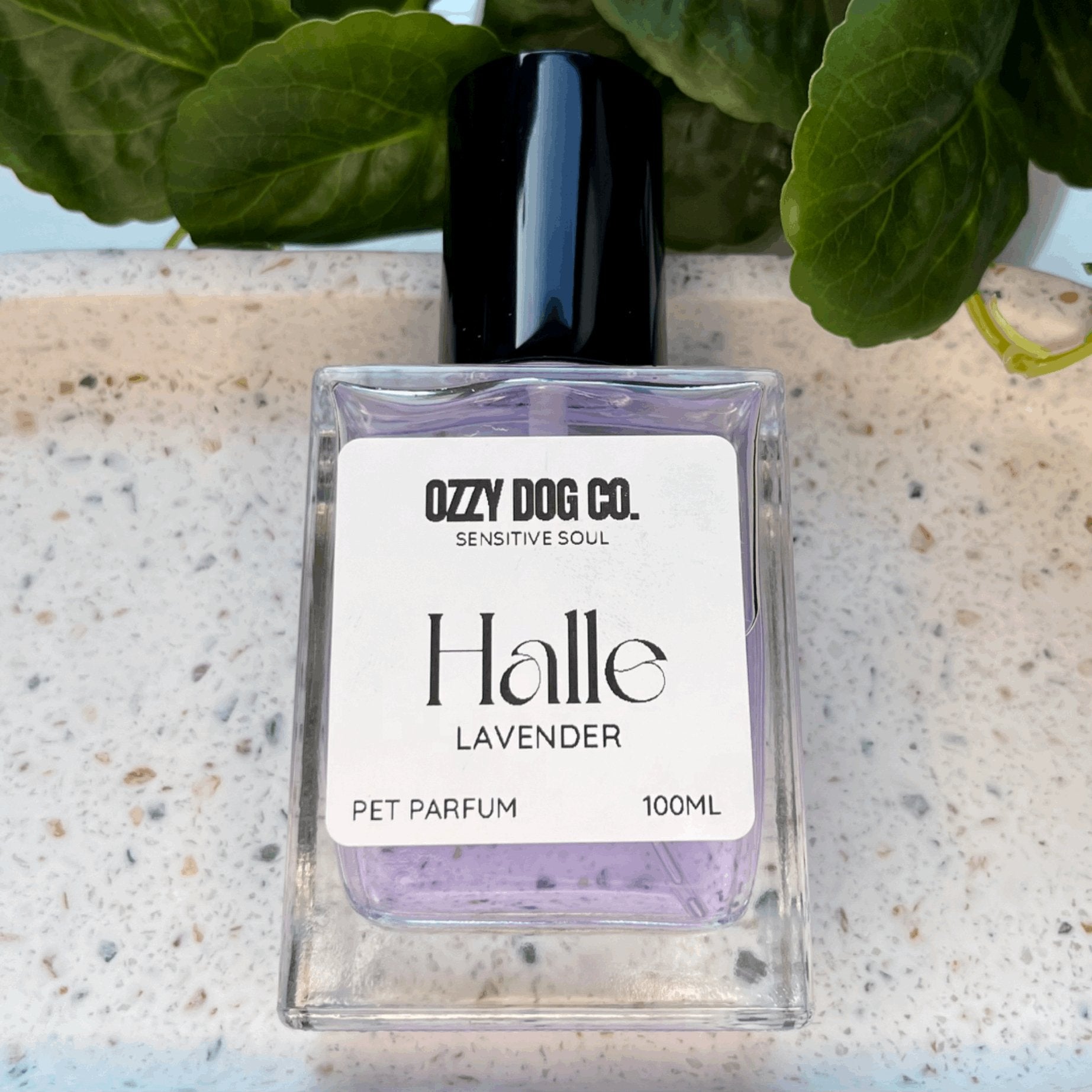 Dog Perfume | LAVENDER - Ozzy Dog Co.