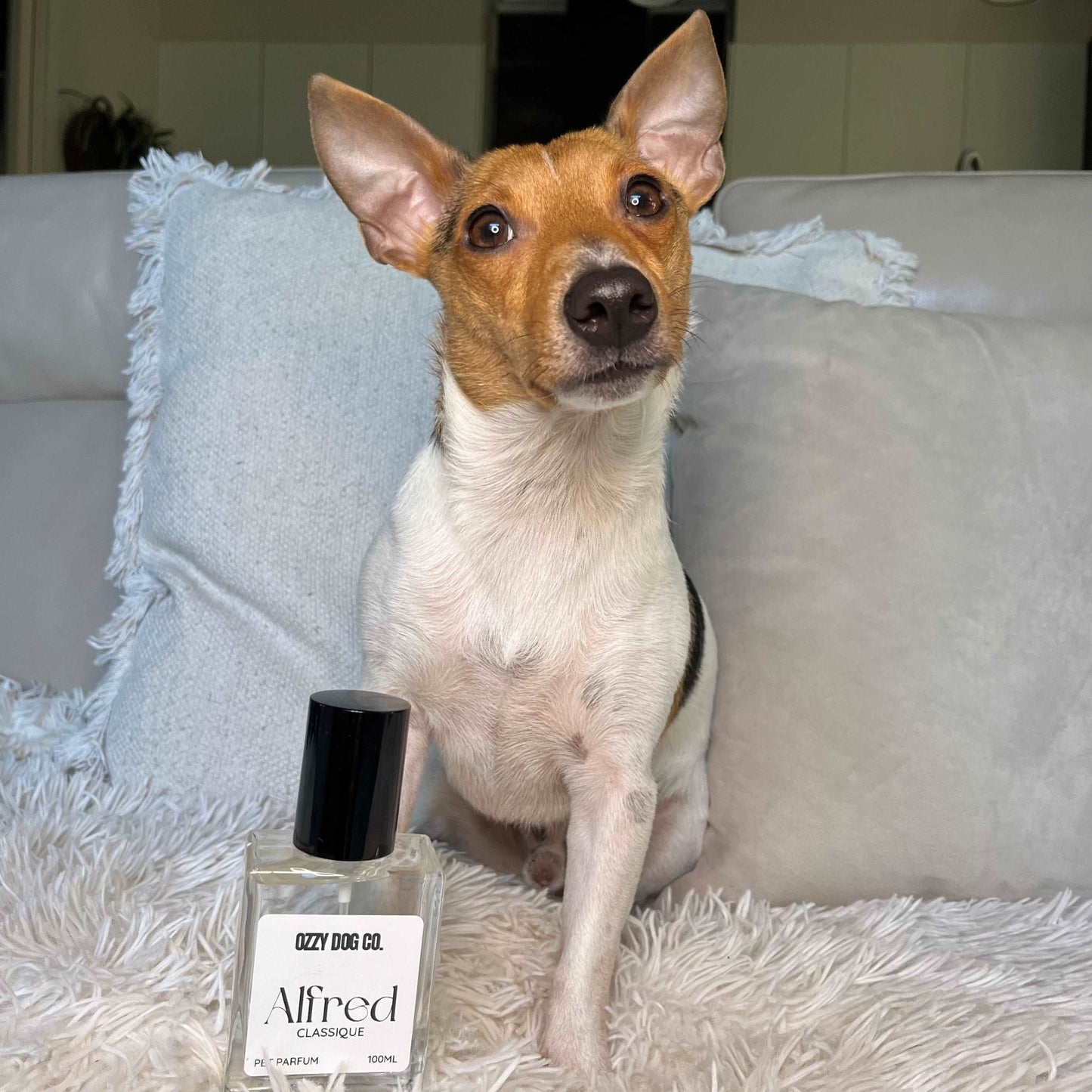 Dog Perfume | MANGUE - Ozzy Dog Co.