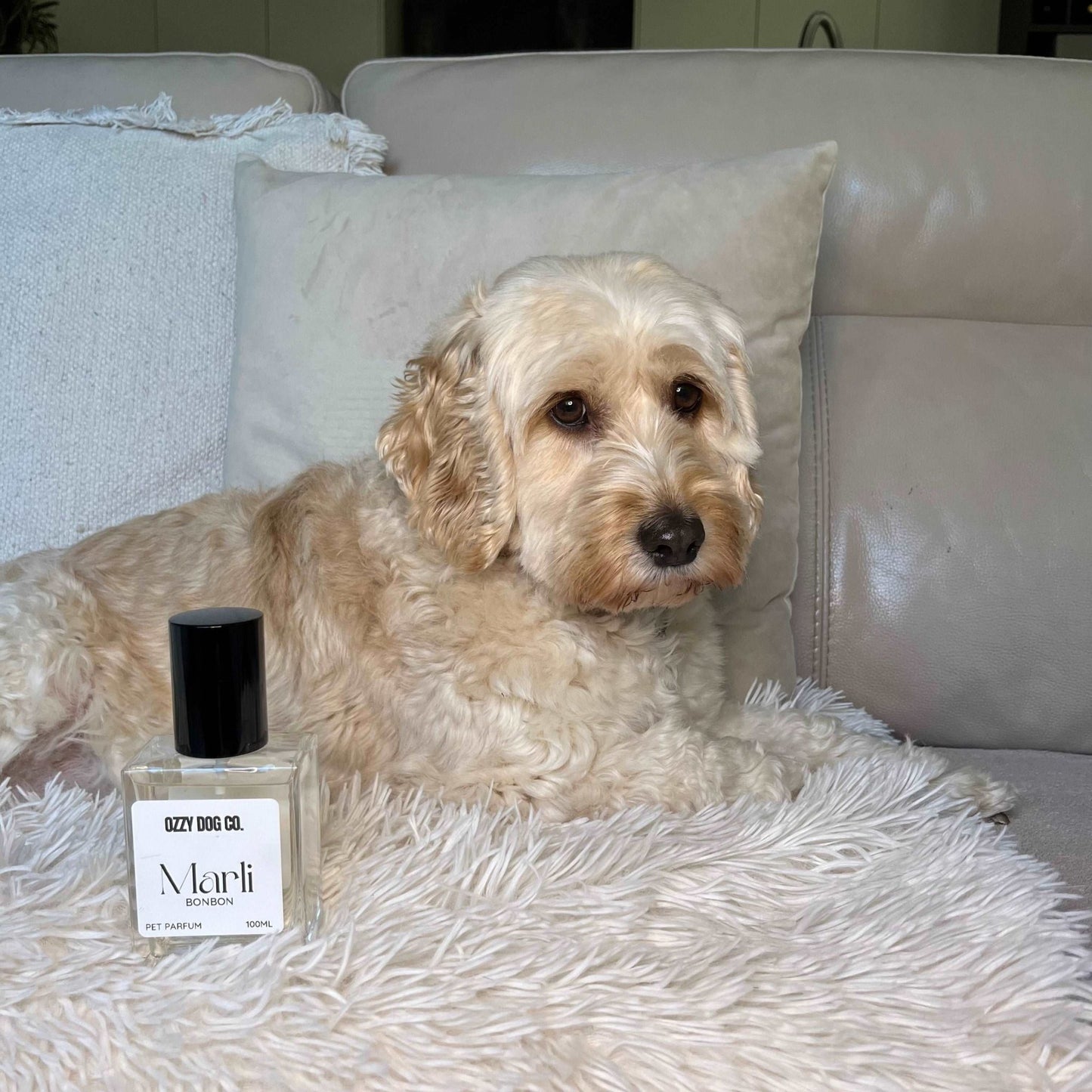 Dog Perfume | VANILLE - Ozzy Dog Co.