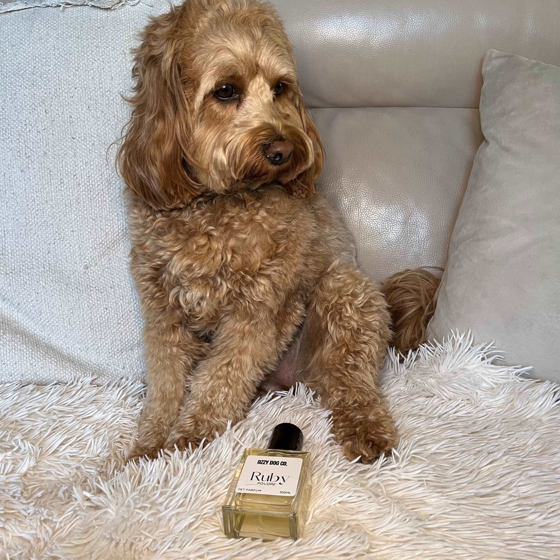 Dog Perfume | VANILLE - Ozzy Dog Co.